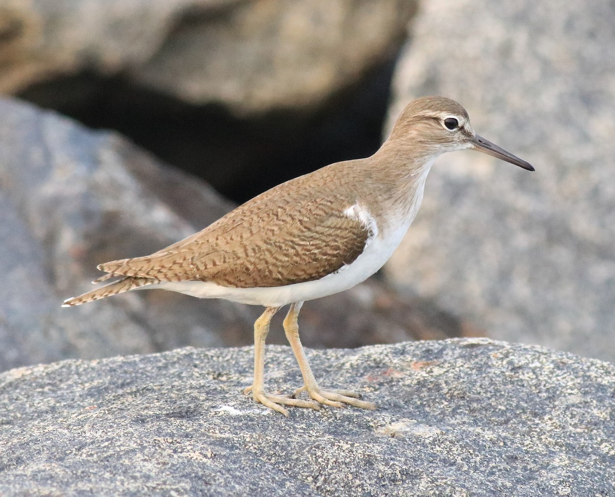 Common Sandpiper - Afsar Nayakkan