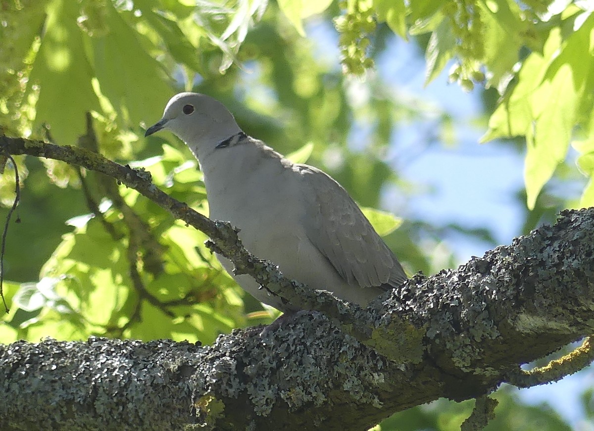 Eurasian Collared-Dove - ML617765911
