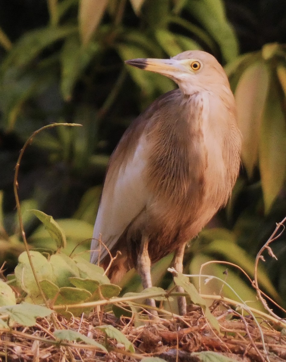 Indian Pond-Heron - ML617765956