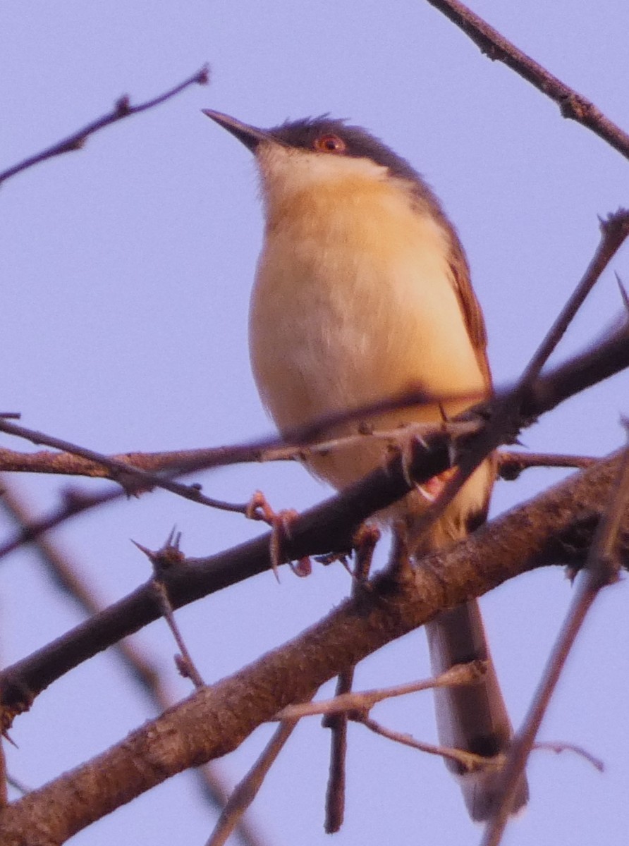 Ashy Prinia - Santharam V