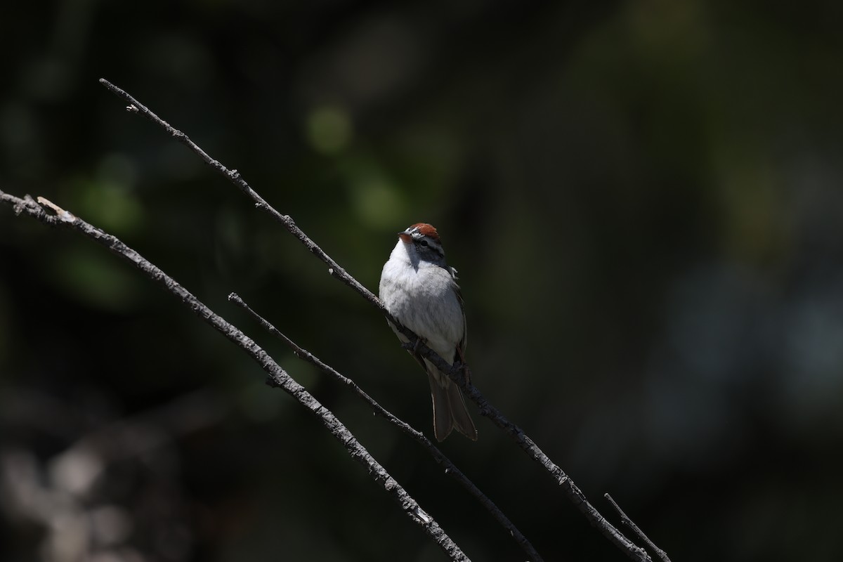 Chipping Sparrow - ML617765979