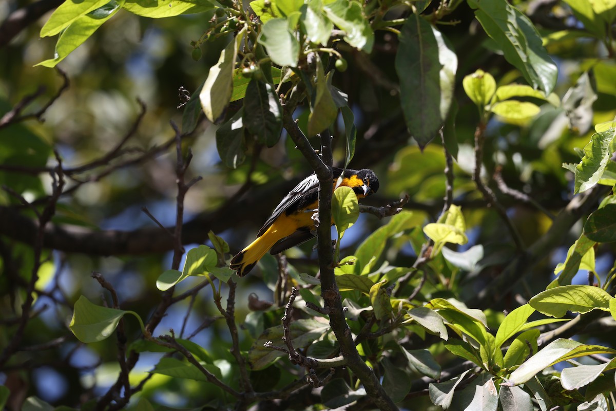 Black-backed Oriole - L. Ernesto Perez Montes (The Mexican Violetear 🦉)