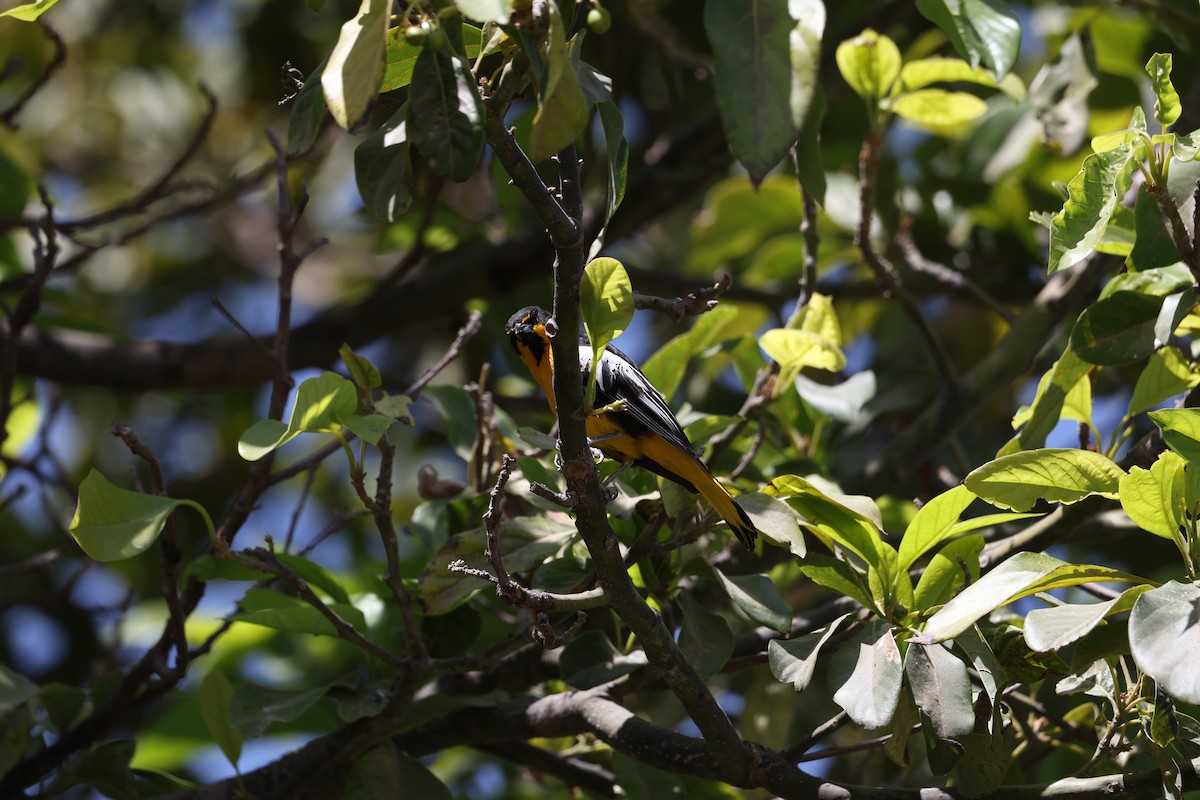 Black-backed Oriole - ML617765982