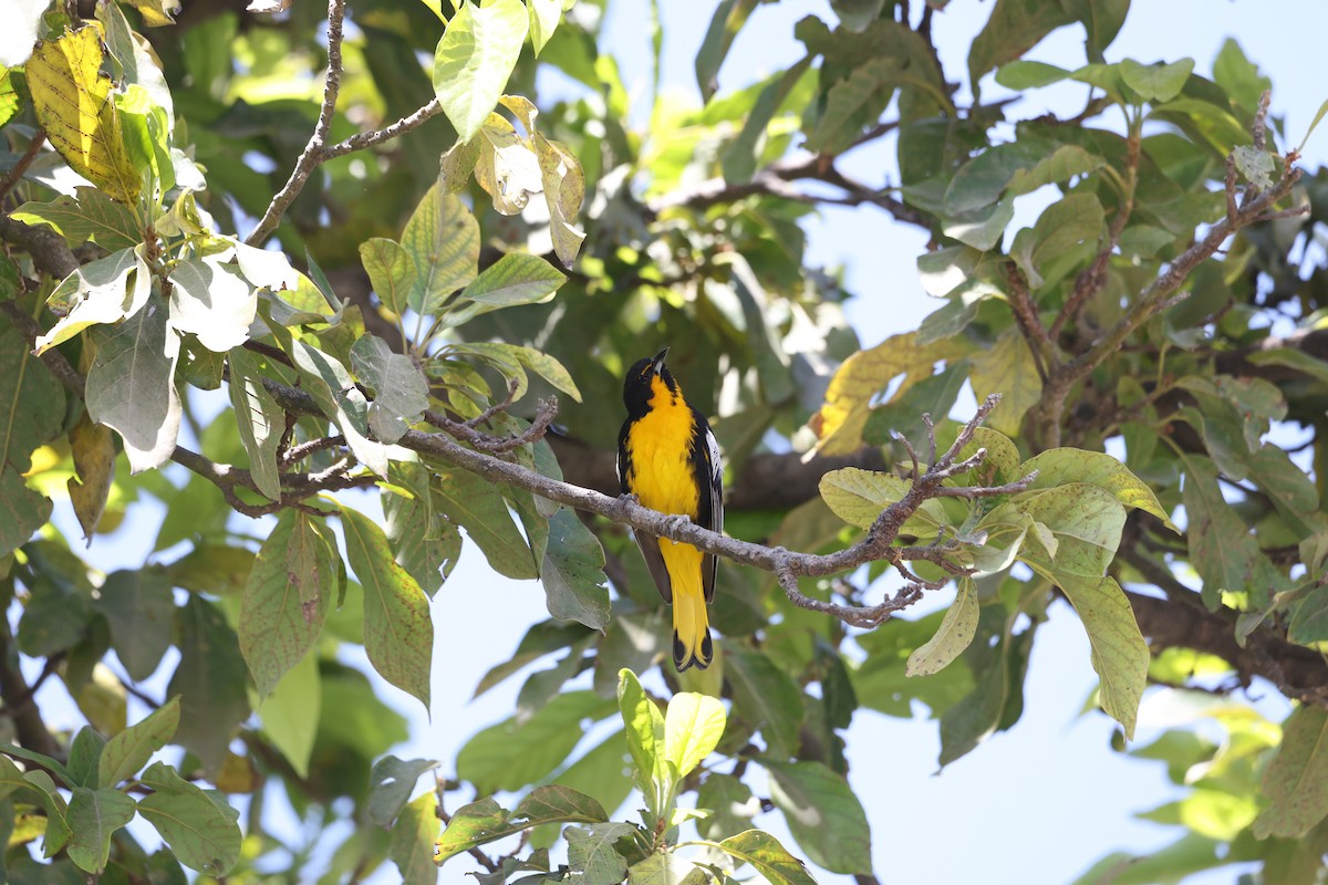 Black-backed Oriole - ML617765989