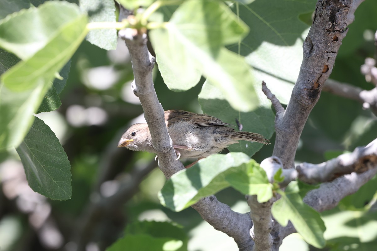 House Sparrow - L. Ernesto Perez Montes (The Mexican Violetear 🦉)