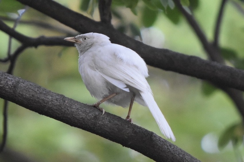 Jungle Babbler - ML617766018