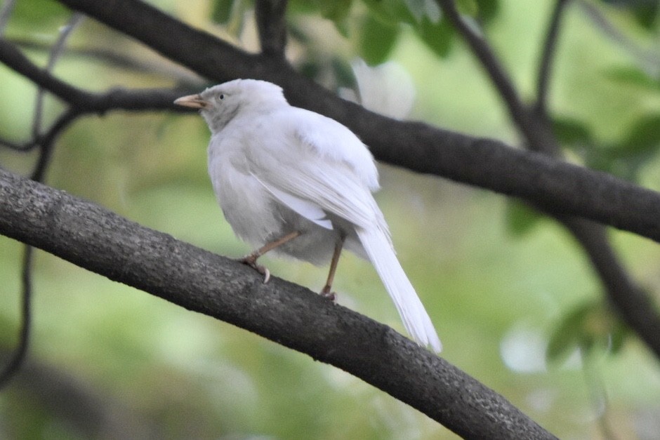 Jungle Babbler - ML617766019