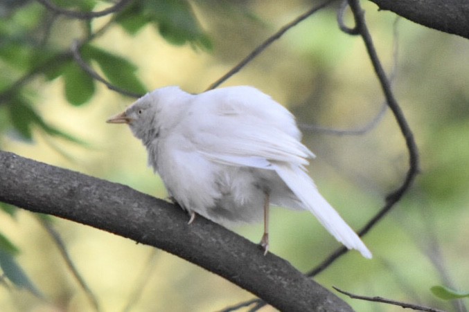 Jungle Babbler - ML617766021