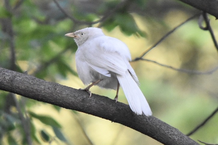 Jungle Babbler - ML617766022