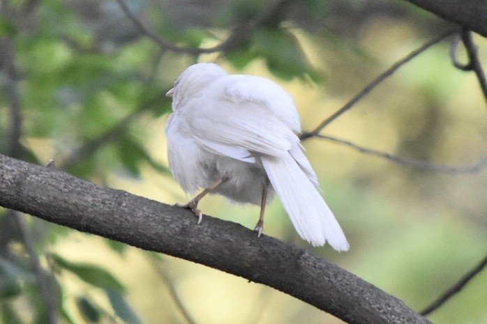 Jungle Babbler - hemraj duraiswami