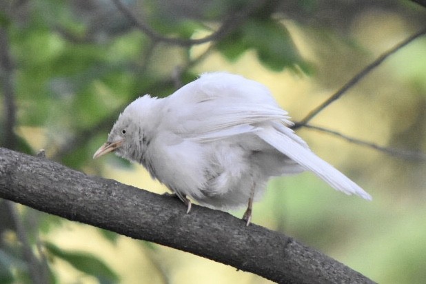 Jungle Babbler - ML617766024