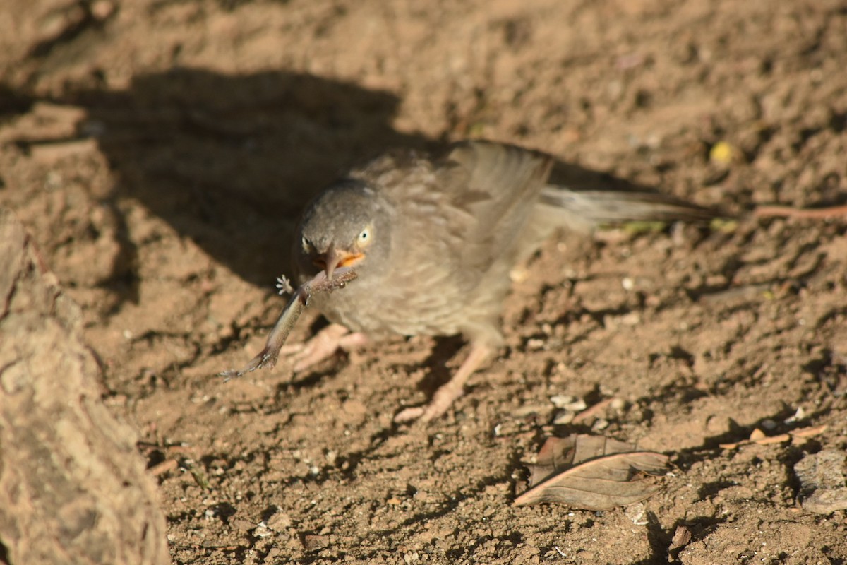 Jungle Babbler - ML617766025