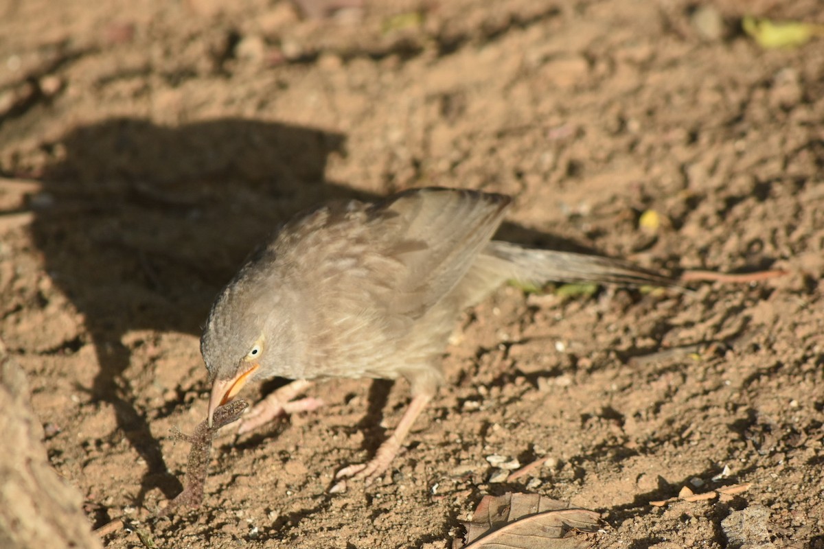 Jungle Babbler - hemraj duraiswami