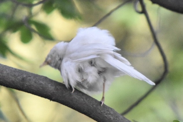 Jungle Babbler - ML617766027