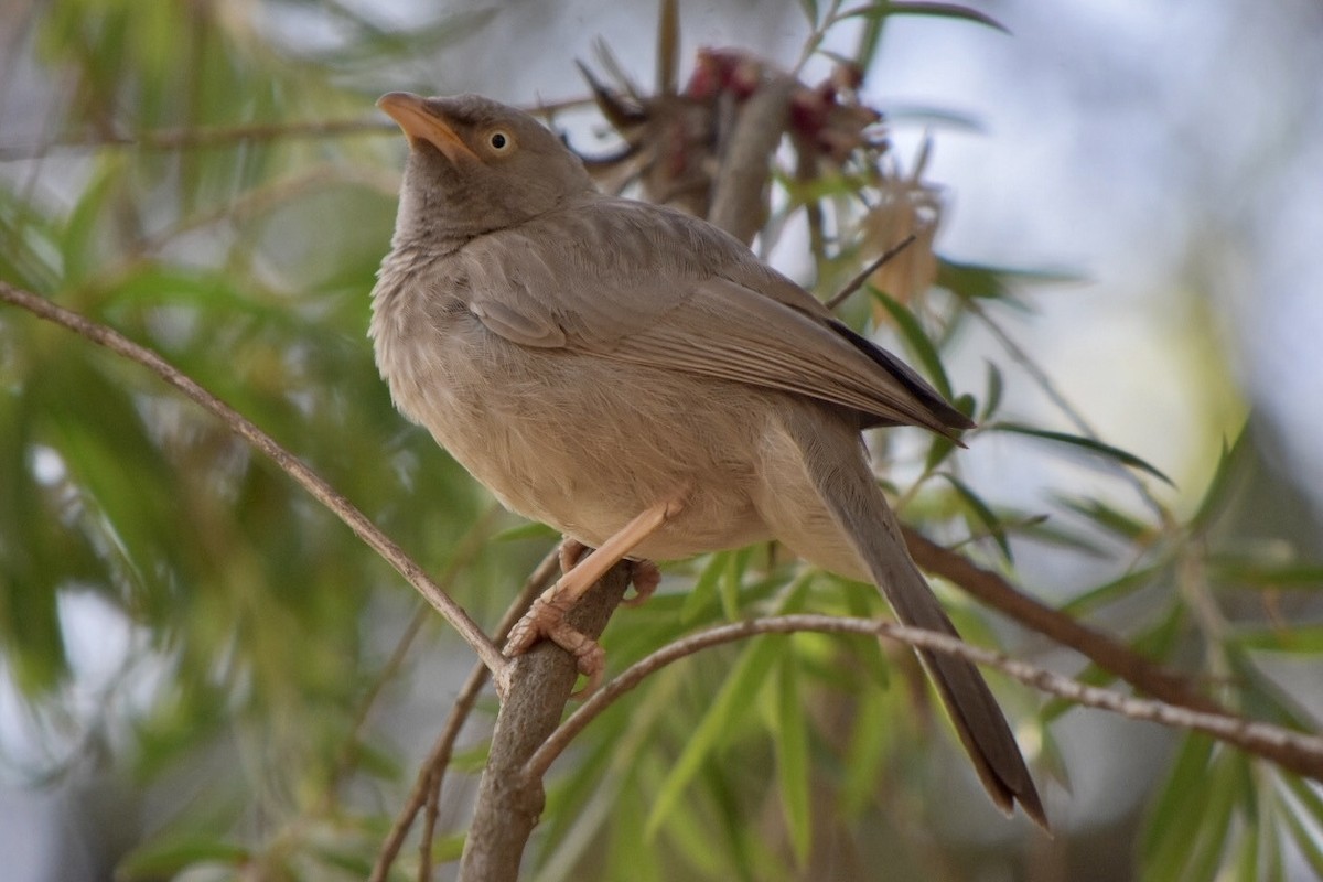 Jungle Babbler - ML617766029