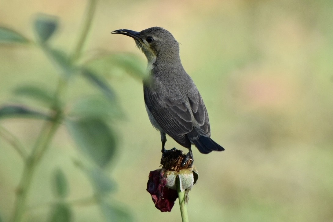 Purple Sunbird - ML617766038