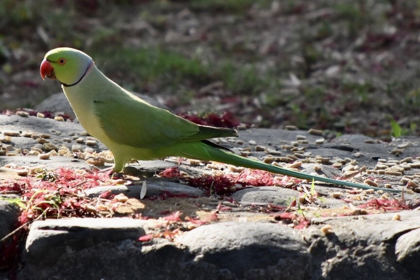 Rose-ringed Parakeet - ML617766073