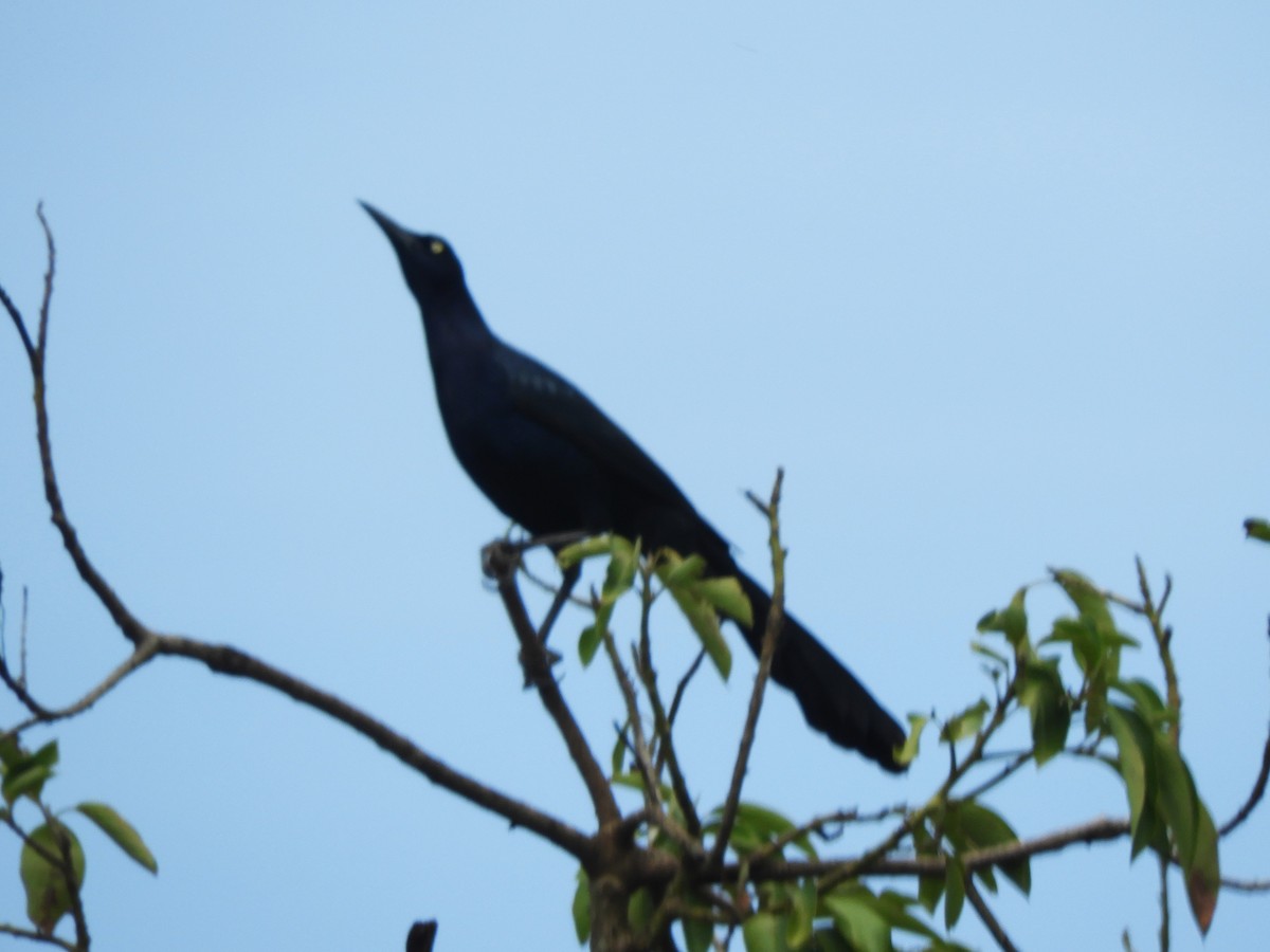 Great-tailed Grackle - Maria Corriols
