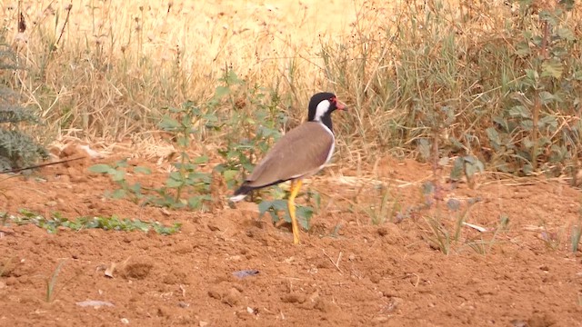 Red-wattled Lapwing - ML617766103