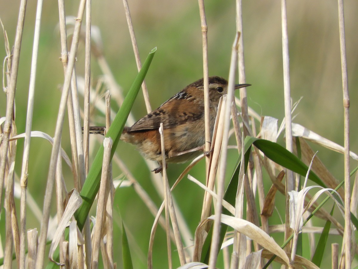 Marsh Wren - Natalee Bozzi