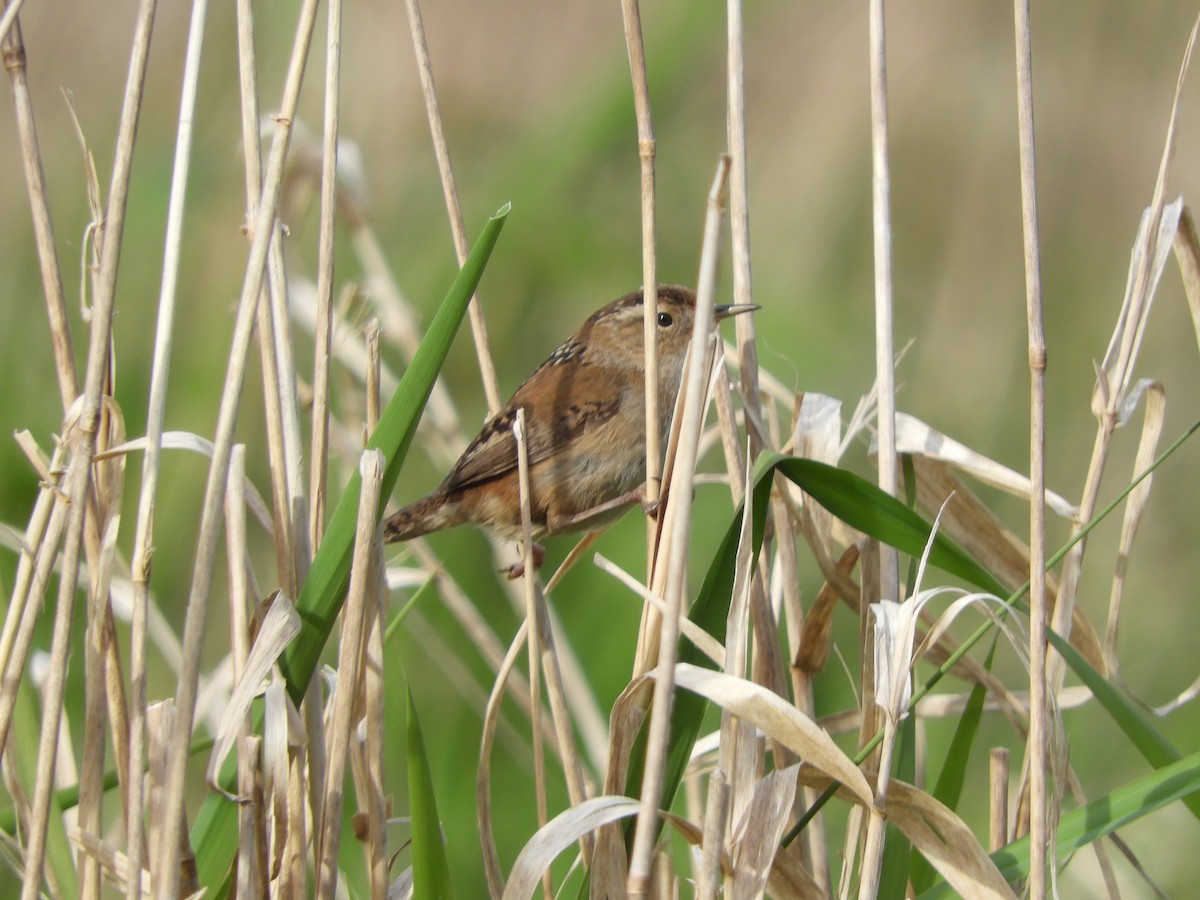 Marsh Wren - ML617766106