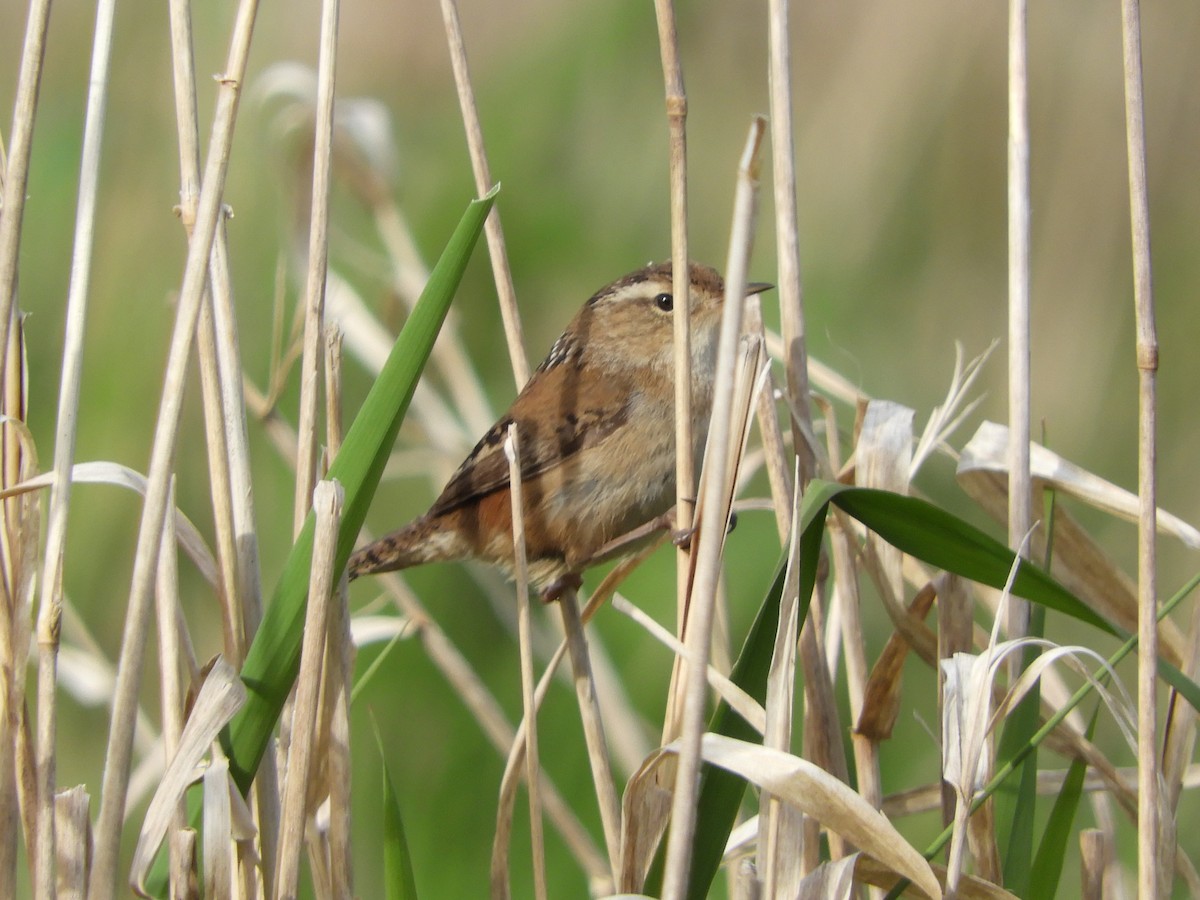 Marsh Wren - ML617766116