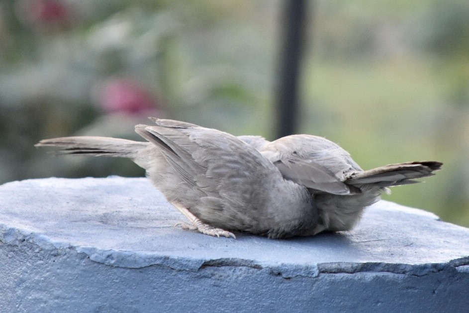 Jungle Babbler - ML617766126