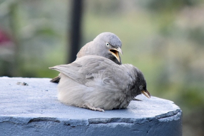 Jungle Babbler - ML617766127