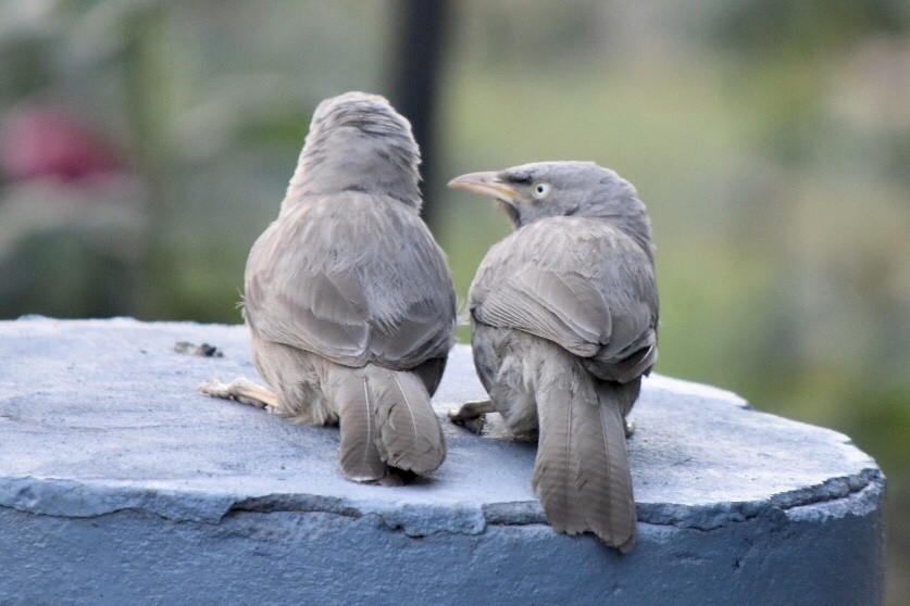 Jungle Babbler - hemraj duraiswami