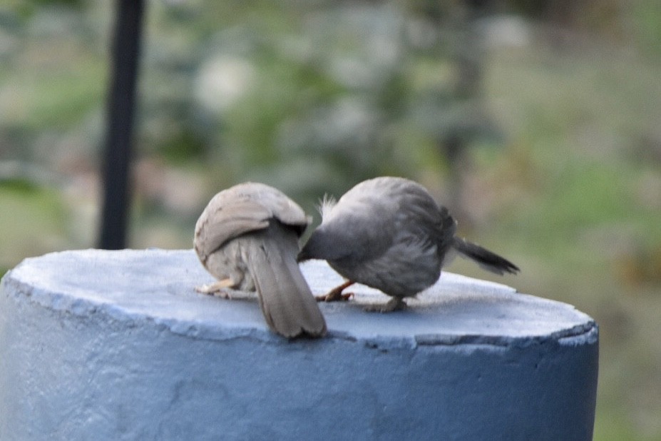 Jungle Babbler - ML617766129