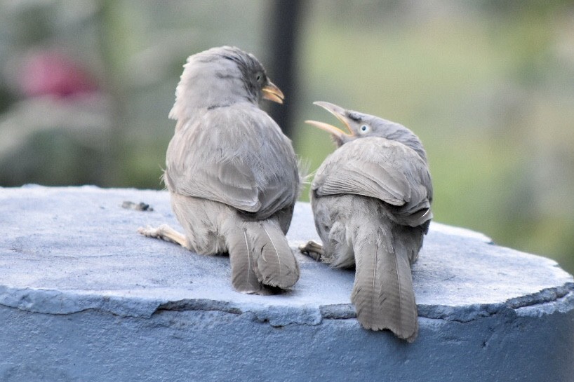 Jungle Babbler - ML617766130