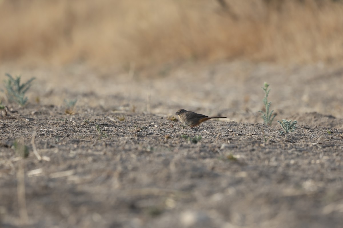 Canyon Towhee - ML617766144