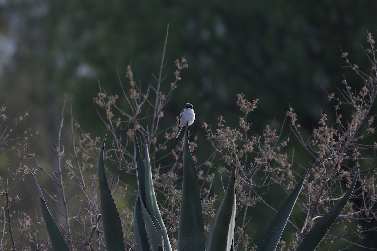 Loggerhead Shrike - ML617766149