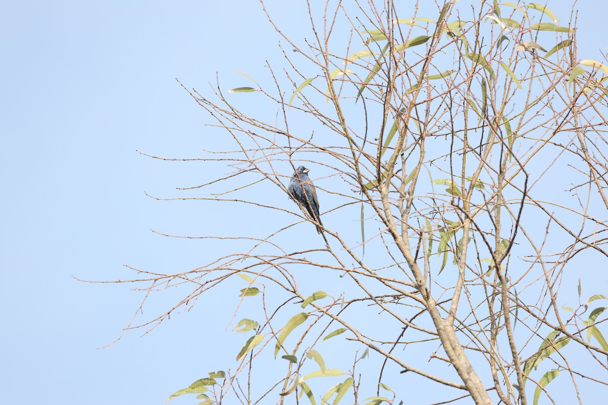 Blue Grosbeak - ML617766161