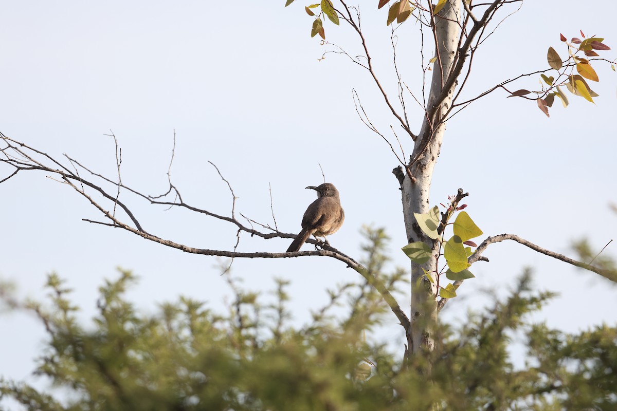 Curve-billed Thrasher (curvirostre Group) - ML617766196