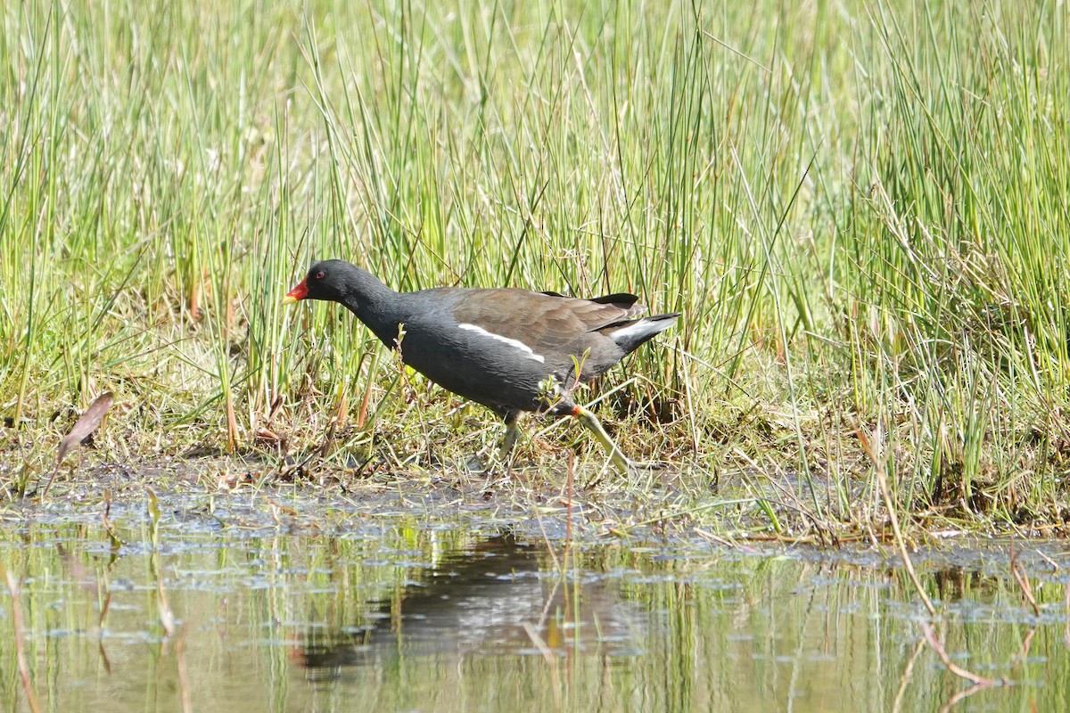 Eurasian Moorhen - ML617766199