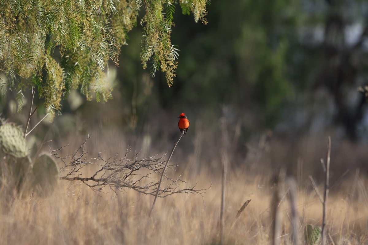 Vermilion Flycatcher (Northern) - L. Ernesto Perez Montes (The Mexican Violetear 🦉)