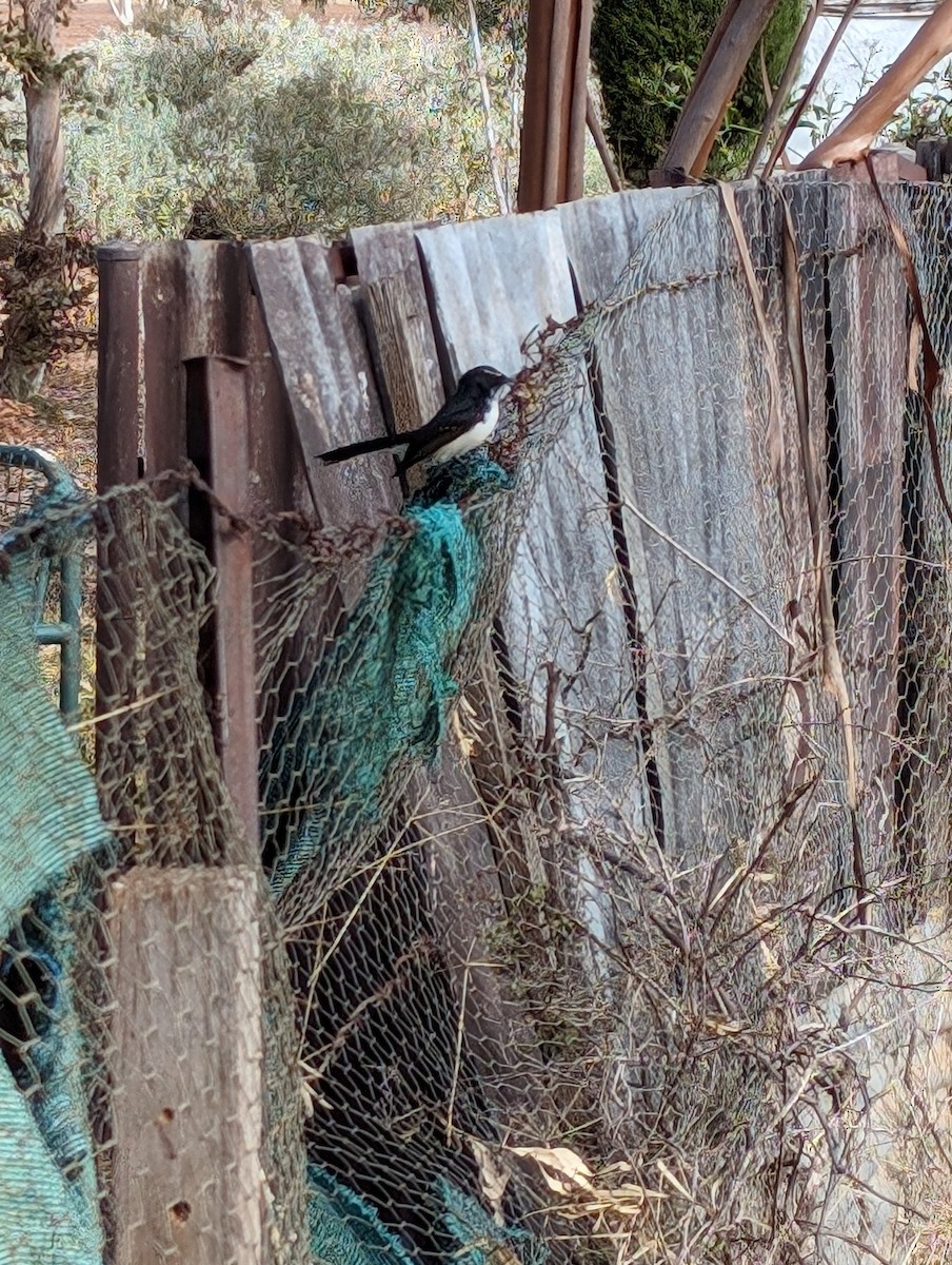 Willie-wagtail - ML617766201