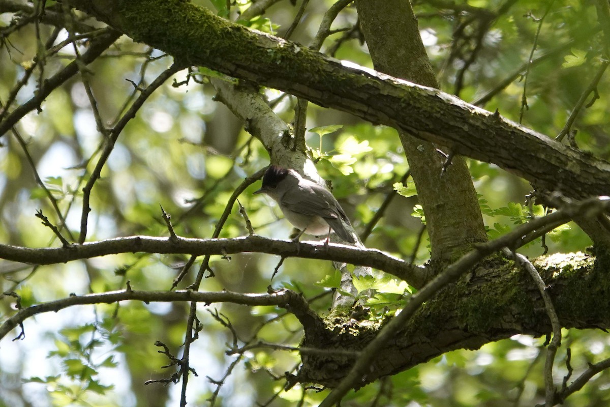 Eurasian Blackcap - ML617766204