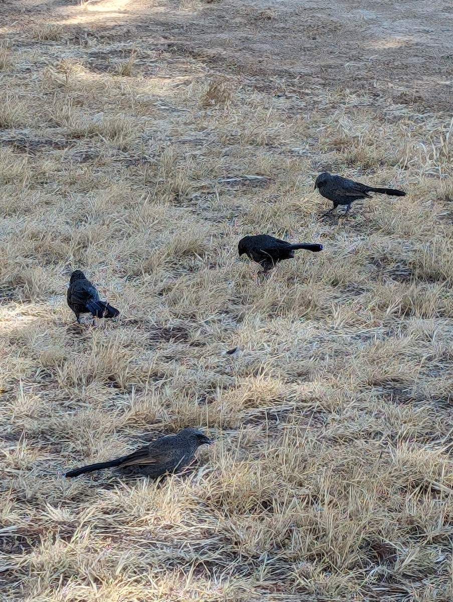 Apostlebird - ML617766207