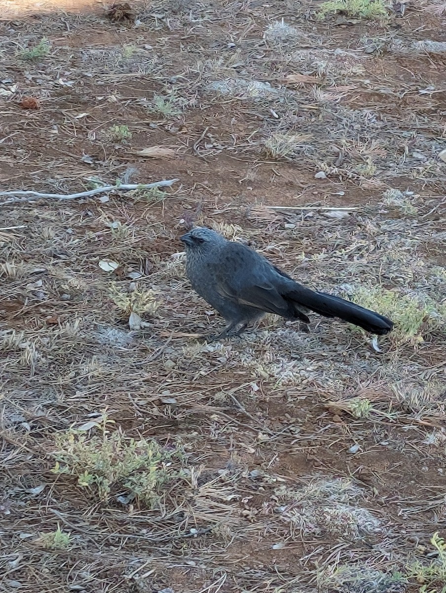 Apostlebird - ML617766208