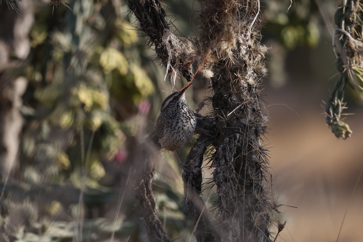 Cactus Wren - ML617766211