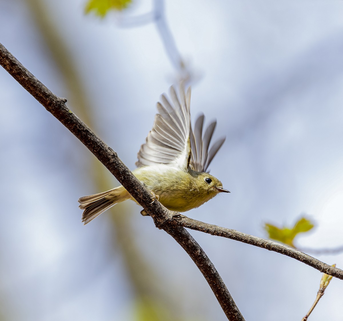 Ruby-crowned Kinglet - ML617766238