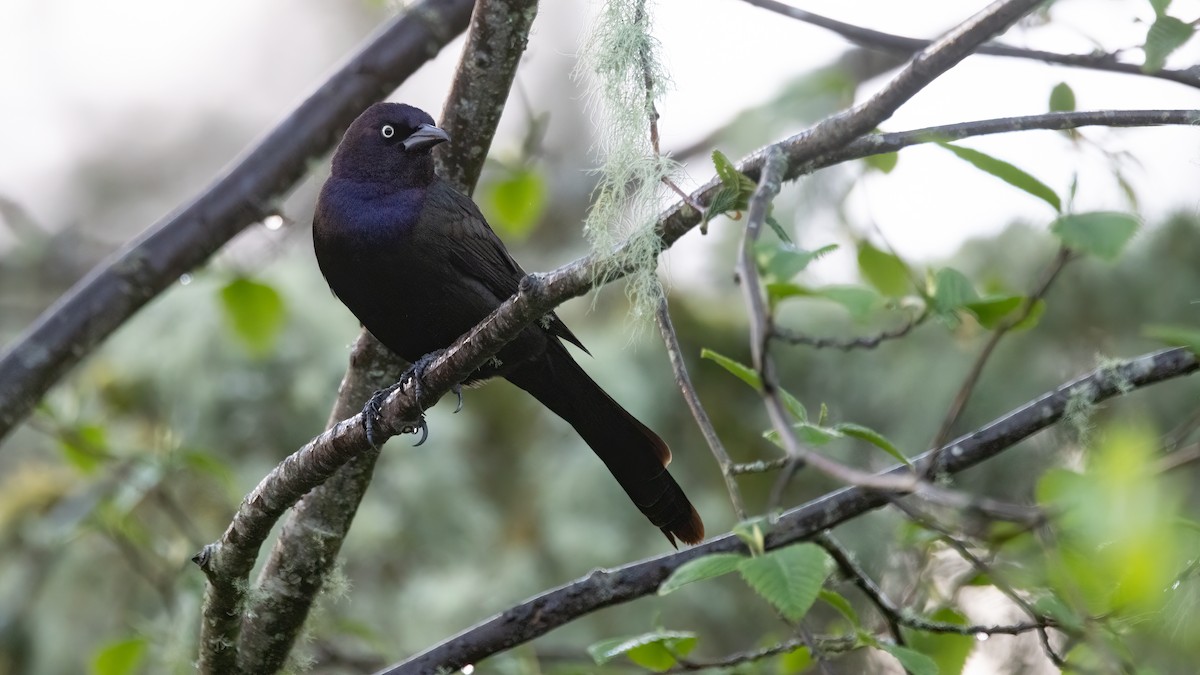 Common Grackle (Bronzed) - Liam Hutcheson