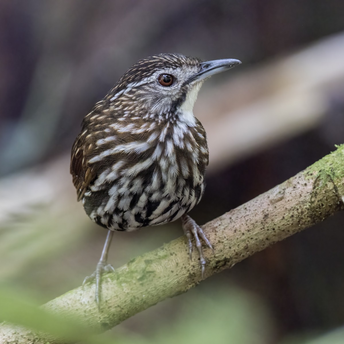 Striated Wren-Babbler - ML617766282
