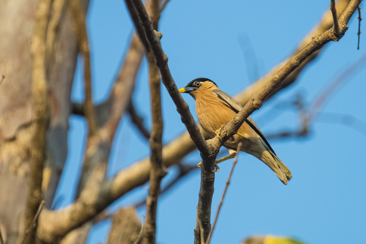 黑冠椋鳥 - ML617766285