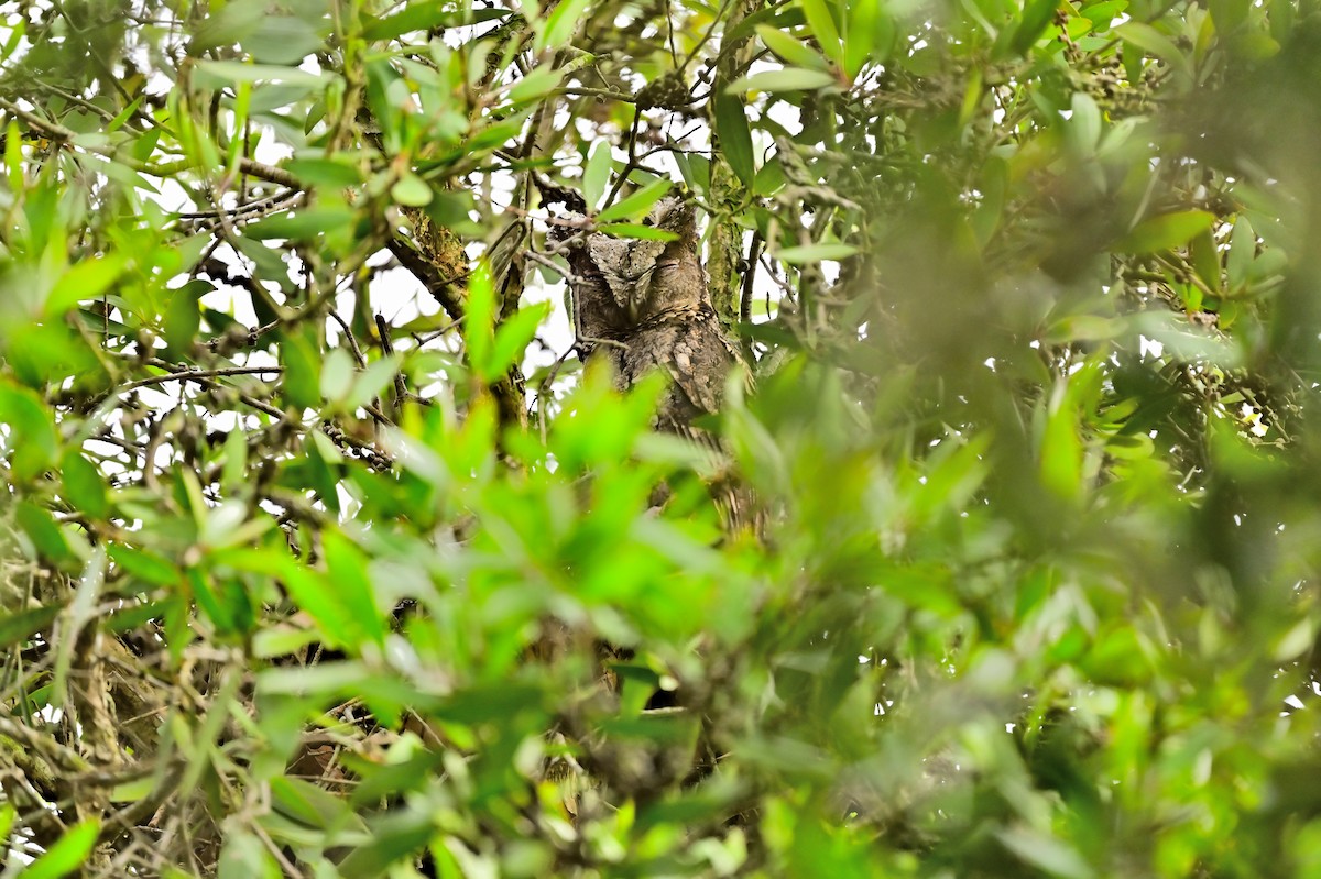 Collared Scops-Owl - ML617766295