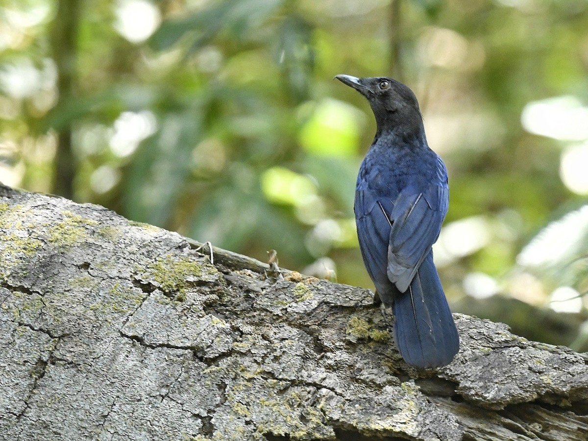 Малабарская синяя птица - ML617766322