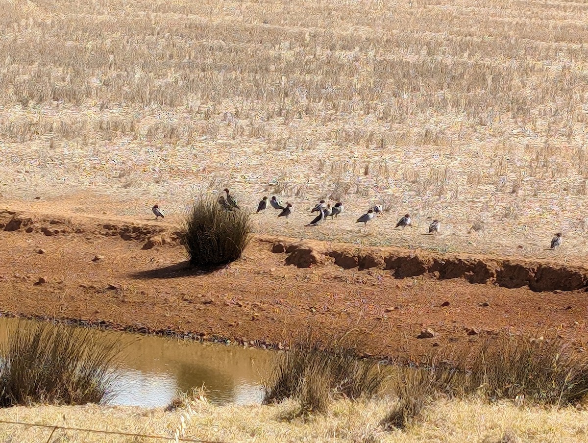 Pato de Crin - ML617766350