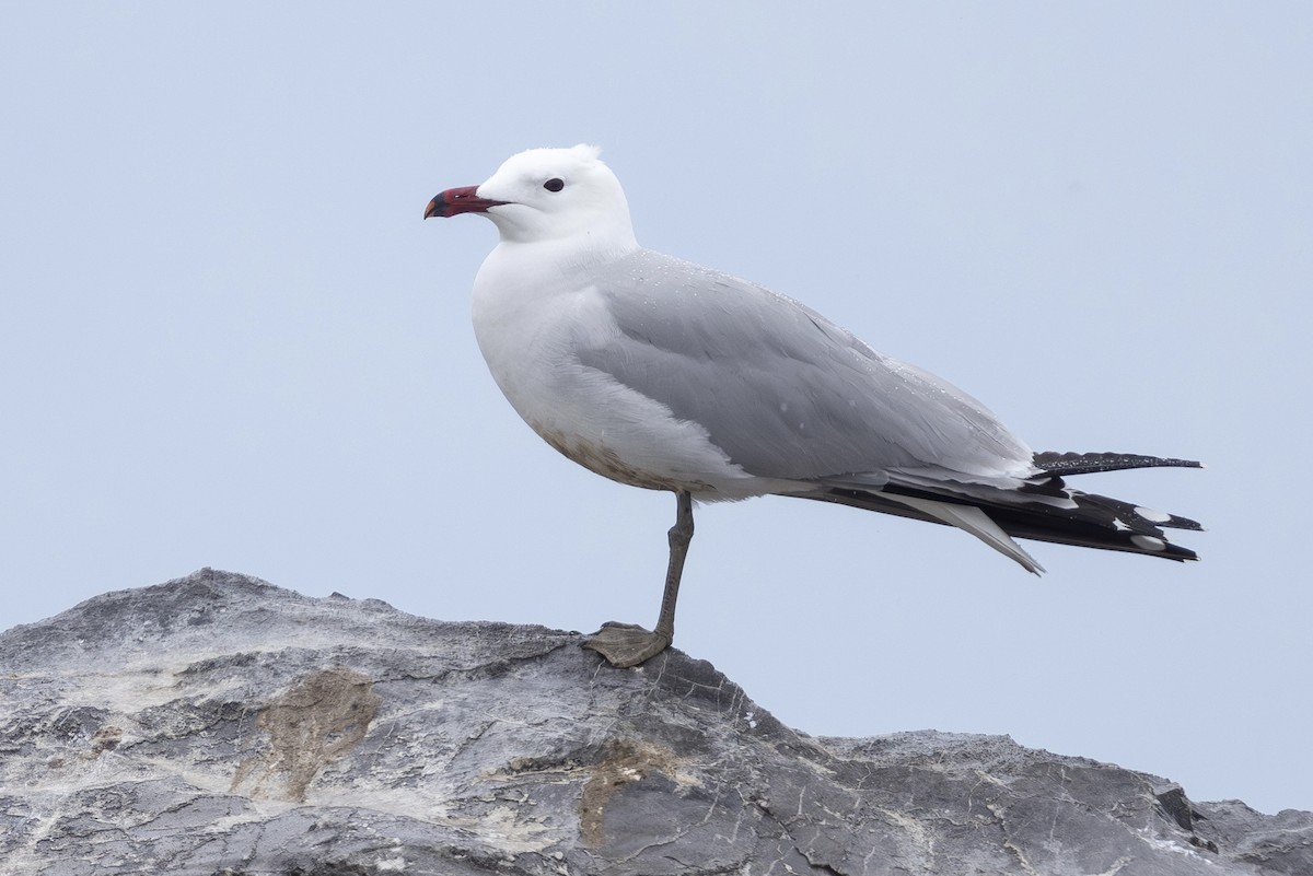 Audouin's Gull - ML617766375